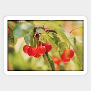 Cherry Branch Sticker